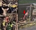 Άγιος Ιωάννης Ιωαννίνων: Συνελήφθη κυνηγός που κρατούσε αιχμάλωτο και έσφαξε ελάφι (βίντεο)