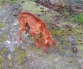 Αχαΐα: Έκκληση για σκελετωμένο σκύλο που βρέθηκε έξω από το Μοναστήρι Παμμεγίστων Ταξιαρχών