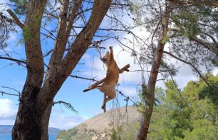 Κεφαλλονιά: Σκότωσε, σταύρωσε και κρέμασε αλεπού για να την βλέπουν όλοι