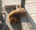 Π. Φάληρο Αττικής: Βρήκαν αλεπού νεκρή με κομμένη ουρά