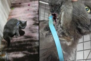 Άλιμος Αττικής: Έσωσε γάτα που τραυματίστηκε από το αντιπαρασιτικό περιλαίμιο (βίντεο)
