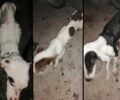 Αθήνα: Σε άθλιες συνθήκες μέσα σε διαμέρισμα βρέθηκαν 3 ανήλικα παιδιά και 7 σκελετωμένα σκυλιά