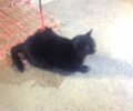 Γάτα βρέθηκε καρφωμένη σε μπετόβεργα στο κέντρο της Αθήνας