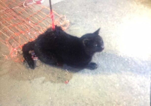 Γάτα βρέθηκε καρφωμένη σε μπετόβεργα στο κέντρο της Αθήνας