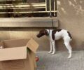 Αθήνα: Αστυνομία και Δήμος αρνήθηκαν να παραλάβουν σκύλο που βρέθηκε με φίμωτρο δεμένος σε πεζοδρόμιο στην Κυψέλη