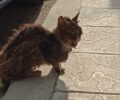 Εγλυκάδα Αχαΐας: Έκκληση για τη σοβαρά άρρωστη γάτα