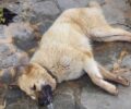 Φανάρι Ροδόπης: Με φόλα δηλητηρίασε ακόμα έναν αδέσποτο σκύλο - Καταρρακωμένη η γυναίκα που τον φρόντιζε (βίντεο)