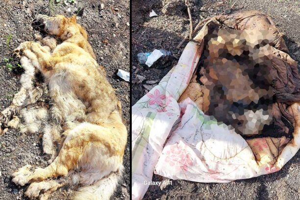 Φυλή Αττικής: Βρήκε δύο σκυλιά νεκρά το ένα καμένο τυλιγμένο σε πάπλωμα