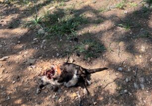 Βρήκε πτώμα γάτας χωρίς κεφάλι εντός της Πανεπιστημιούπολης στου Ζωγράφου στην Αττική