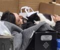 Χρειάζεται σπιτικό ο αδέσποτος γάτος που ψάχνει να βρει ζεστασιά στην αγκαλιά των άστεγων ανθρώπων