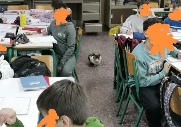 Δασκάλα και μαθητές της Δ’ Τάξης του 15ου Δημοτικού Αγ. Δημητρίου αναζητούν σπιτικό για αδέσποτη γάτα