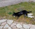 Γεωργιανή Καβάλας: Ακόμα ένας σκύλος δολοφονημένος με φόλα
