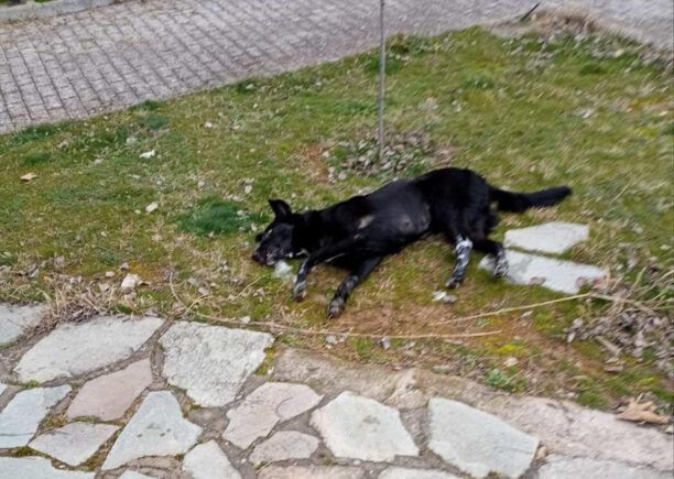 Γεωργιανή Καβάλας: Ακόμα ένας σκύλος δολοφονημένος με φόλα