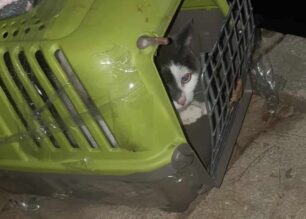 Καμίνια Αττικής: Εγκατέλειψε τη γάτα μέσα στο κλουβί της