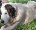 Κατσαρού Μεσσηνίας: Πυροβολημένος από κυνηγό ακόμα ένας σκύλος που έμεινε ανάπηρος