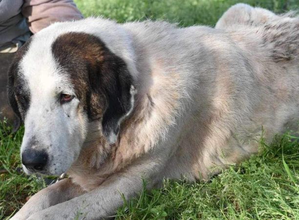 Κατσαρού Μεσσηνίας: Πυροβολημένος από κυνηγό ακόμα ένας σκύλος που έμεινε ανάπηρος