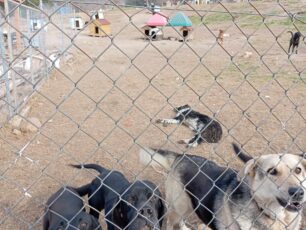 Καταγγέλλουν τις άθλιες συνθήκες διαβίωσης των σκυλιών στο παράνομο Δημοτικό Κυνοκομείο Καβάλας (βίντεο)