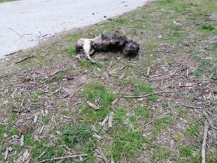 Καβάλα: Δημοσιογράφος βρήκε σκύλο με κομμένα πόδια και καμένο