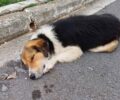 Κοπανάκι Μεσσηνίας: Με φόλες δολοφόνησε πολλά σκυλιά