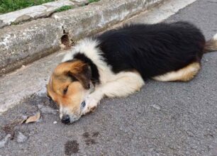 Κοπανάκι Μεσσηνίας: Με φόλες δολοφόνησε πολλά σκυλιά