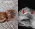 Κοπανός Ημαθίας: Βρήκαν τη γάτα τους πυροβολημένη με αεροβόλο και μούσκεμα από ανθρώπινα ούρα (βίντεο)