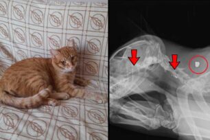 Κοπανός Ημαθίας: Βρήκαν τη γάτα τους πυροβολημένη με αεροβόλο και μούσκεμα από ανθρώπινα ούρα (βίντεο)