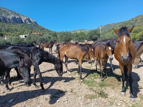 Μ. Μαρώλια: Χρειαζόμαστε βοήθεια για τα δεκάδες παρατημένα άλογα στον Υμηττό (βίντεο)