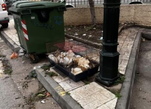 Άγιος Δημήτριος Αττικής: Εγκατάλειψε 13 κουνέλια μέσα σε κλουβί δίπλα σε κάδο σκουπιδιών
