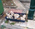 Ζητούν βοήθεια για τη φροντίδα 13 κουνελιών που βρέθηκαν πεταμένα στα σκουπίδια στον Άγιο Δημήτριο Αττικής (ηχητικό)