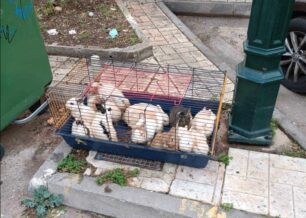 Ζητούν βοήθεια για τη φροντίδα 13 κουνελιών που βρέθηκαν πεταμένα στα σκουπίδια στον Άγιο Δημήτριο Αττικής (ηχητικό)