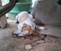 Λευκάδια Ημαθίας: Πέντε σκυλιά δολοφονημένα με φόλες