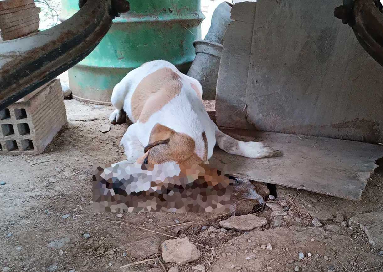 Λευκάδια Ημαθίας: Πέντε σκυλιά δολοφονημένα με φόλες