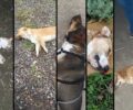 Λέσβος: Χωρίς σταματημό οι δολοφονίες ζώων στην Καλλονή και αλλού στο νησί (βίντεο)