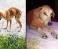 Λέσβος: Έκκληση για τη φροντίδα του σκελετωμένου σκύλου (βίντεο)
