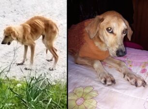 Λέσβος: Έκκληση για τη φροντίδα του σκελετωμένου σκύλου (βίντεο)