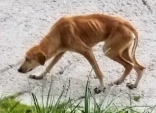 Λέσβος: Έκκληση για τον σκελετωμένο σκύλο που υποφέρει