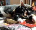 Βρέθηκε - Αθήνα: Οι εκδόσεις «Λιβάνη» αναζητούν τη γάτα τους που χάθηκε από τη Σόλωνος