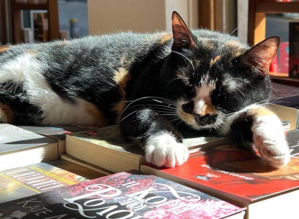 Βρέθηκε - Αθήνα: Οι εκδόσεις «Λιβάνη» αναζητούν τη γάτα τους που χάθηκε από τη Σόλωνος