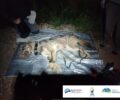 Επιτυχημένη επιχείρηση απομάκρυνσης λύκου από την Αμυγδαλέζα Αχαρνών Αττικής