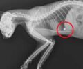 Μαγούλα Αττικής: Ακόμα μια γάτα βρέθηκε πυροβολημένη με αεροβόλο