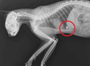 Μαγούλα Αττικής: Ακόμα μια γάτα βρέθηκε πυροβολημένη με αεροβόλο