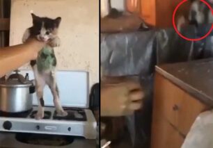 Μακροχώρι Ημαθίας: Ανήλικα αγοράκια κακοποιούν μωρό γατάκι και το πετάνε με δύναμη στον τοίχο σπιτιού (βίντεο)
