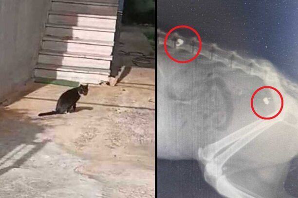 Μάνδρα Αττικής: Έμεινε παράλυτη η γάτα που πυροβολήθηκε με αεροβόλο στη σπονδυλική στήλη (βίντεο)