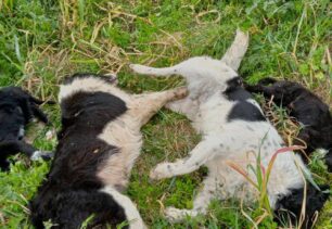 Νέα Αγχίαλος Μαγνησίας: Με φόλες δολοφόνησε πέντε σκυλιά