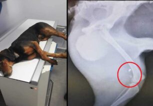 Νεοχωρόπουλο Ιωάννινων: Πέθανε ο άρρωστος σκύλος ήταν και πυροβολημένος με αεροβόλο