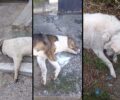Νέος Σκοπός Σερρών: Συνεχίζονται οι δολοφονίες σκυλιών με φόλες