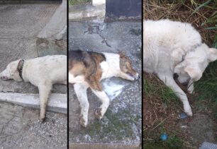 Νέος Σκοπός Σερρών: Συνεχίζονται οι δολοφονίες σκυλιών με φόλες