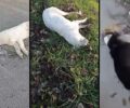 Νεοχώρι Άρτας: Με φόλες δολοφόνησε σκυλιά – Κουταβάκια έψαχναν τη νεκρή μάνα τους (βίντεο)