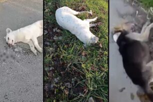 Νεοχώρι Άρτας: Με φόλες δολοφόνησε σκυλιά – Κουταβάκια έψαχναν τη νεκρή μάνα τους (βίντεο)