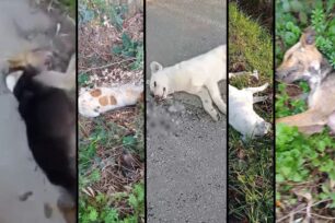 Ο Δήμος Νικολάου Σκουφά καταδικάζει το αποτρόπαιο έγκλημα της μαζικής δολοφονίας ζώων στο Νεοχώρι Άρτας (βίντεο)